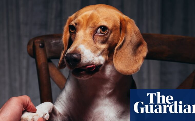 dogs dominate fashion in the AI face era
