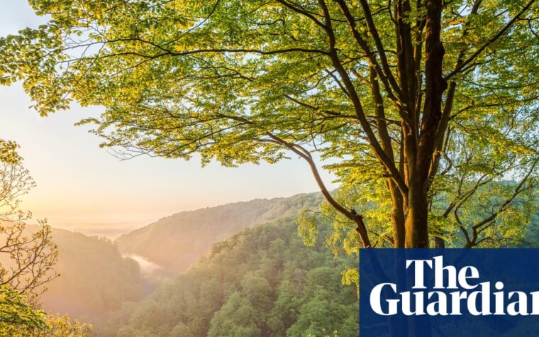 restored forest in Sweden demonstrates landscape recovery