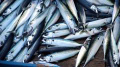 Skimpflation alert: tinned mackerel alternatives increase