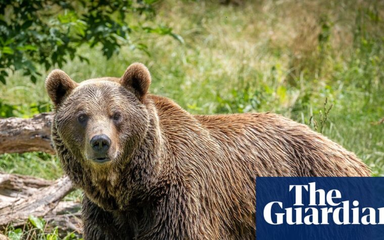 Spotting endangered bears on a trip to northern Spain