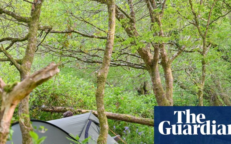 Camping in one of Britain’s last rainforests