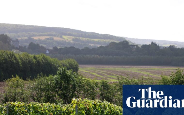 Kent’s English wine reaches world-class status