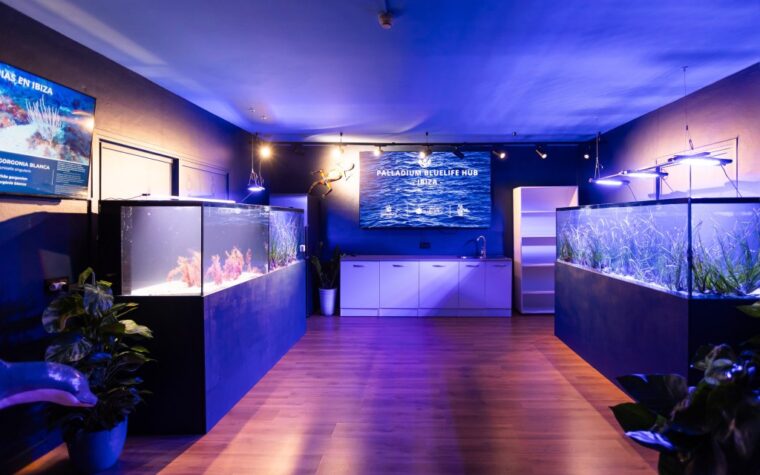 Palladium prioritises seagrass alongside coral restoration