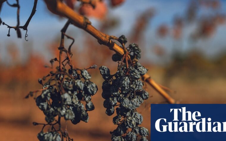 French wine harvest drops to record low due to heatwave