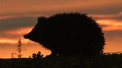 Hedgehog selected for new banknotes alongside three animals